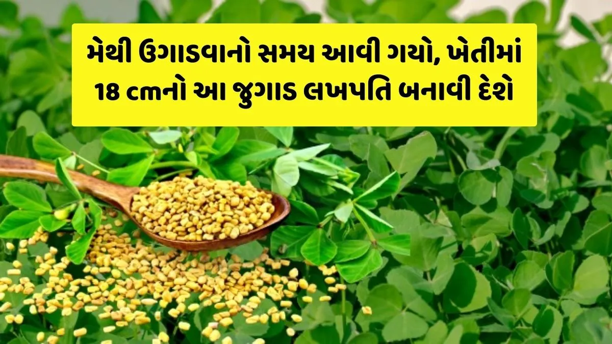 Methi ki kheti